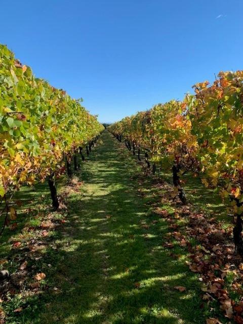 Villas & Vines Glamping Hastings Exterior foto